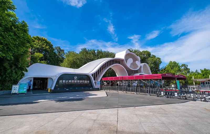 Chengdu Panda Base: Symphony of Conservation & Wonder
