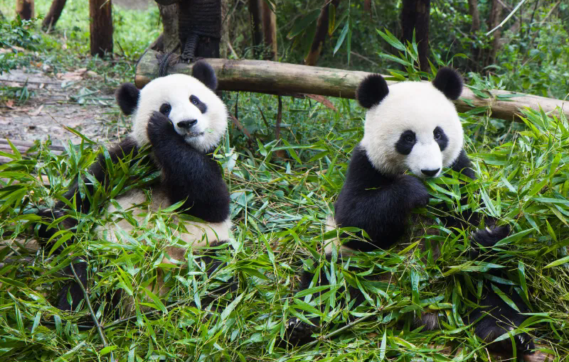 How to Plan Your Itinerary When Visiting Chengdu