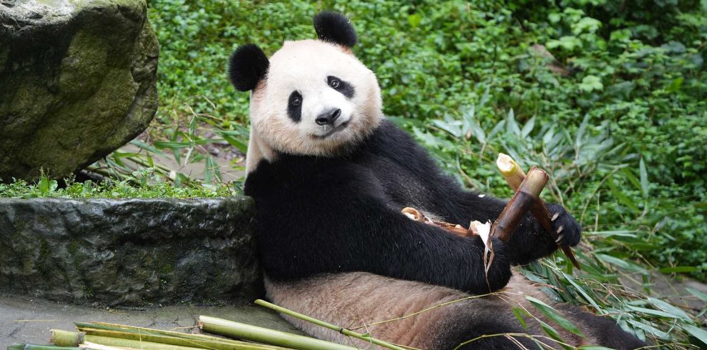 panda-theme-banner-1920-2