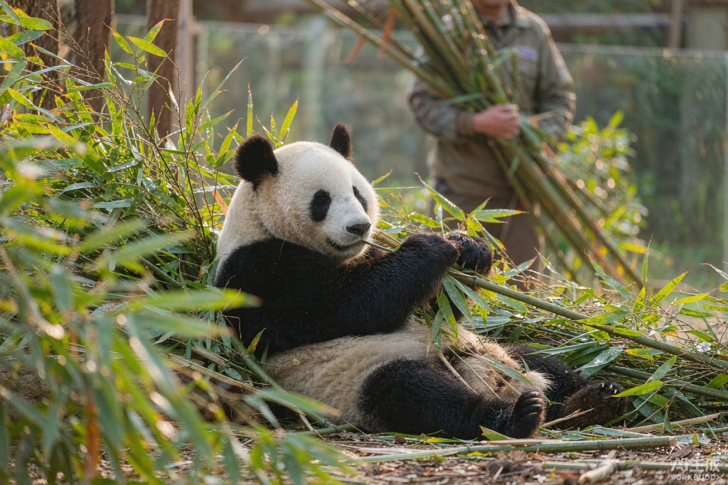 Panda Volunteering Plus Leshan Giant Buddha